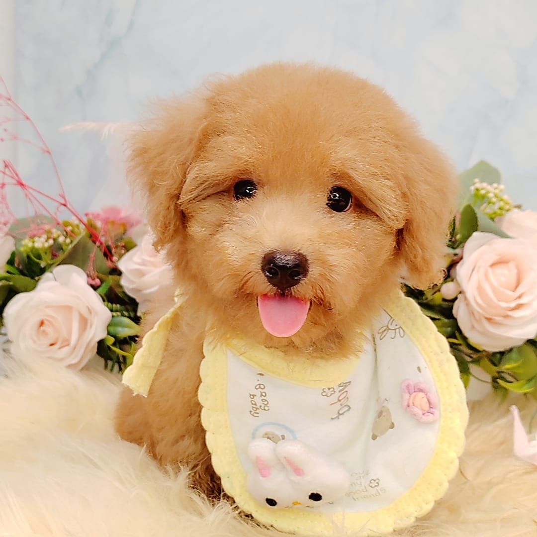  Poodle 娉拌开璐靛