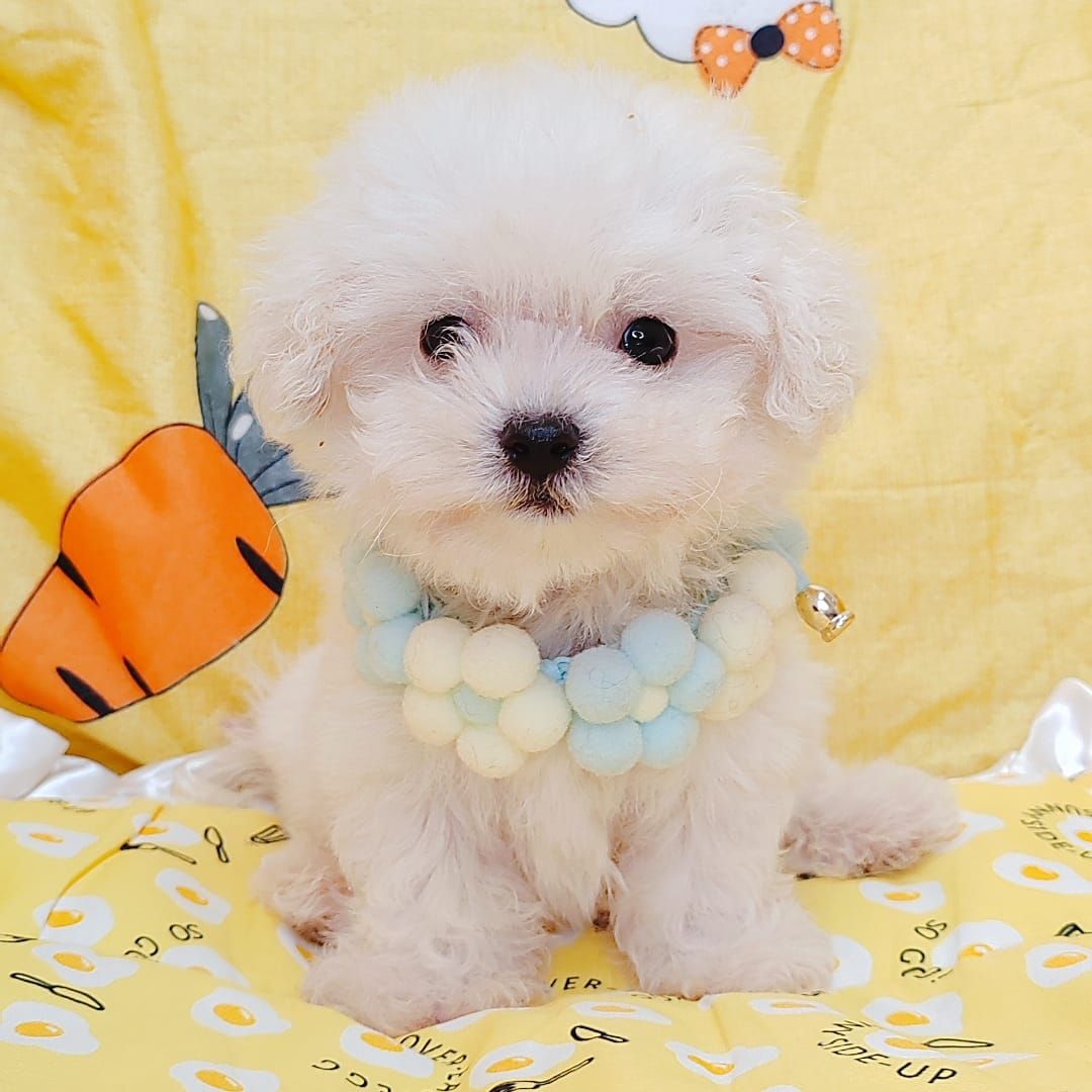 Bichon Frise 比熊