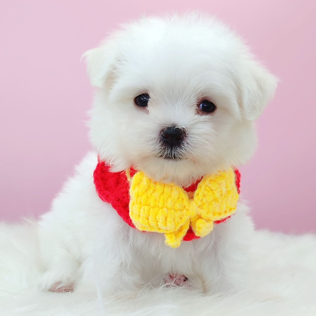 Maltese 马尔济斯