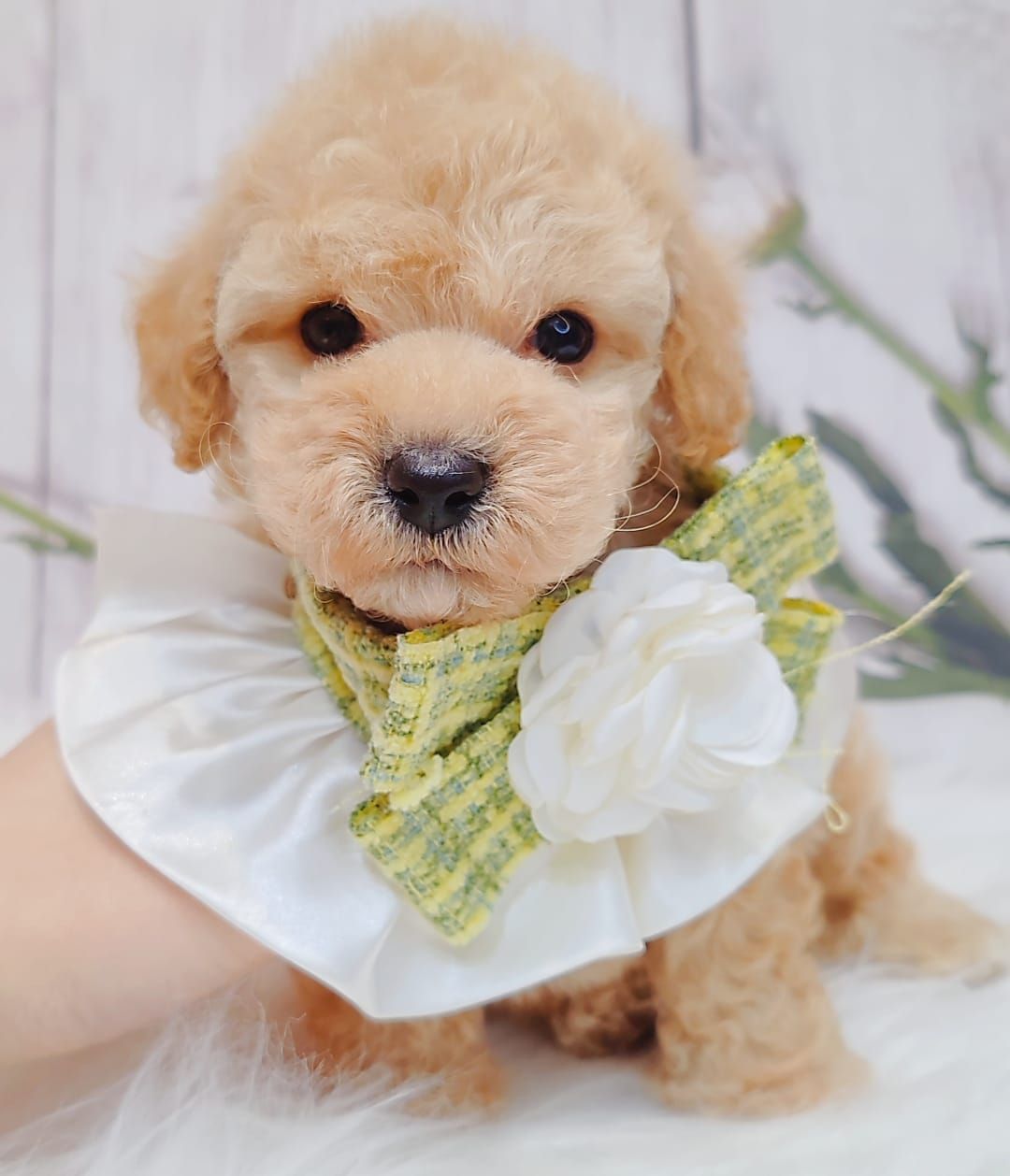 Maltipoo 马尔泰迪