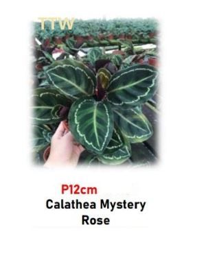 Buy Calathea 'Mystery Rose' | Rare Pink Prayer Plant for Sale (P12cm)