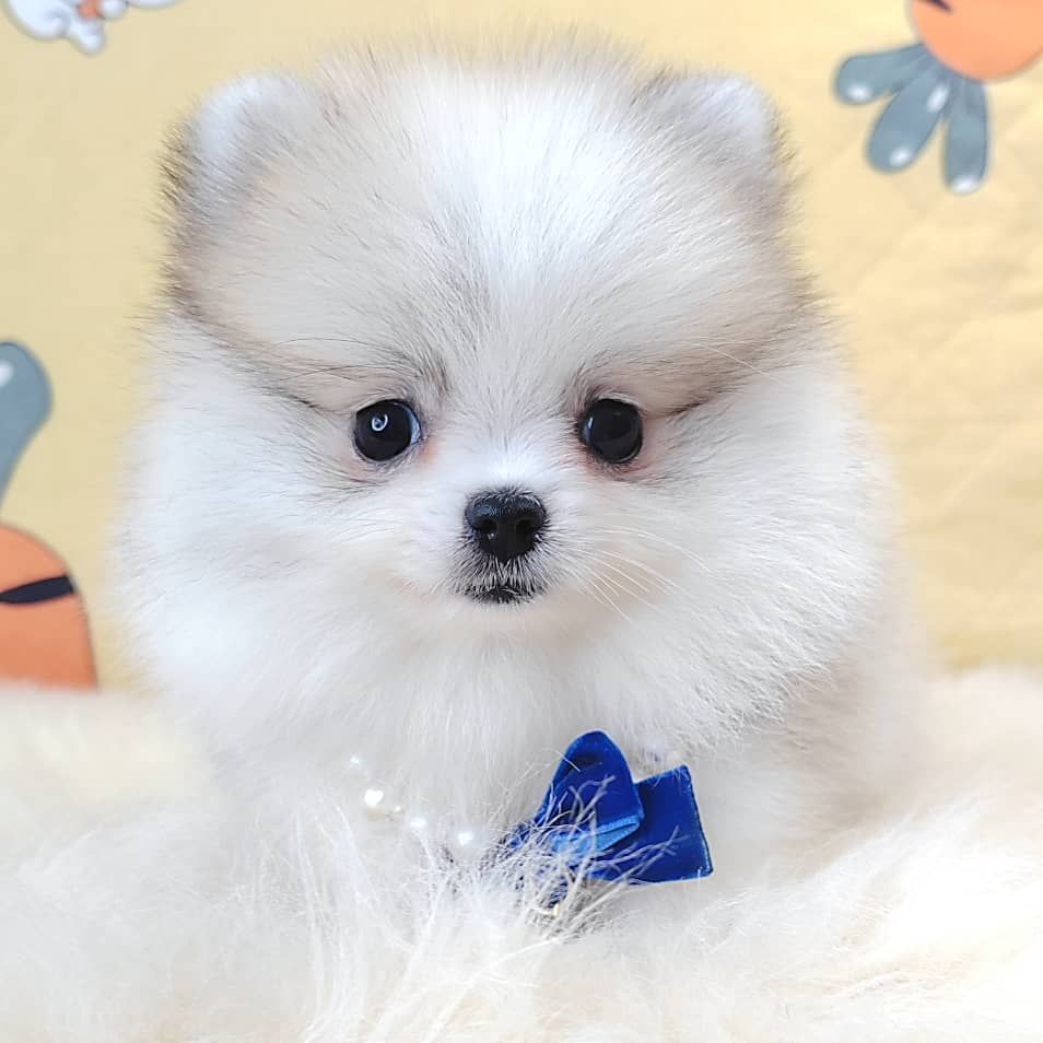 Pomeranian 博美