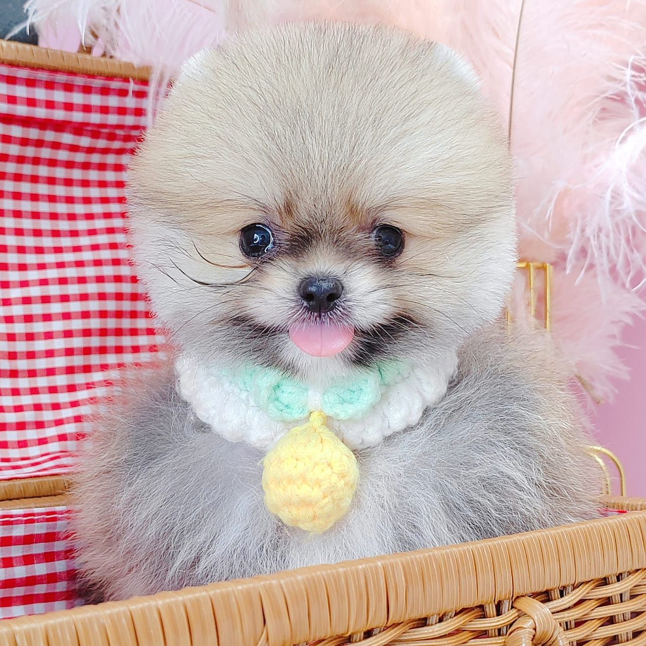Pomeranian 博美