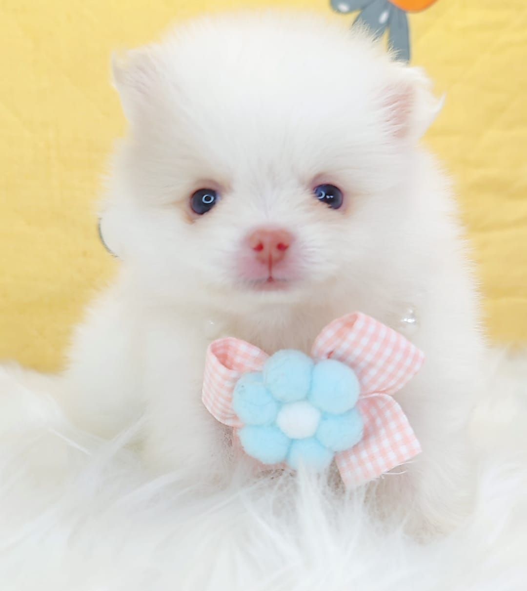 Pomeranian 博美