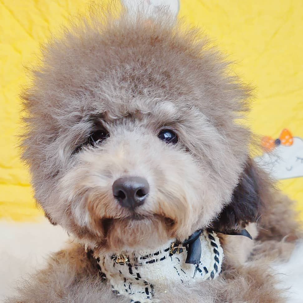Poodle 娉拌开璐靛