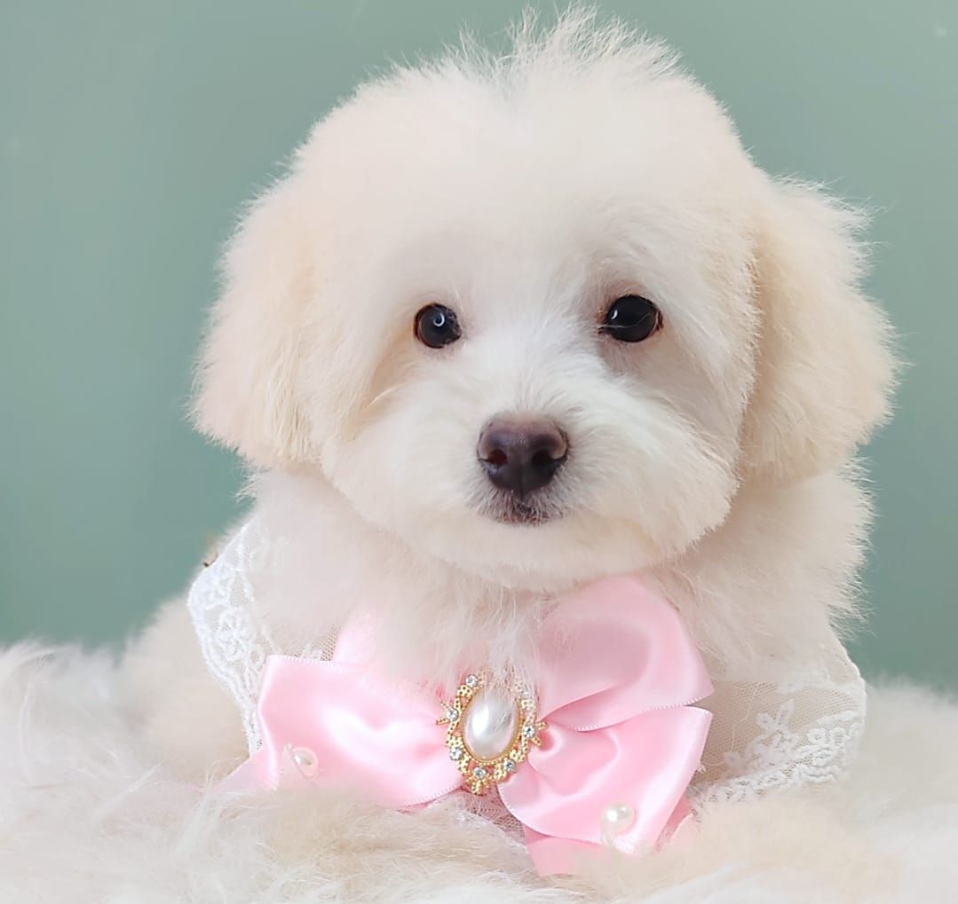 Maltipoo 马尔泰迪