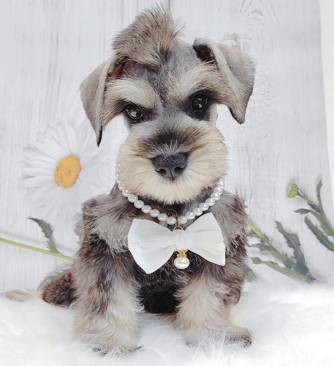 Schnauzer 雪纳瑞