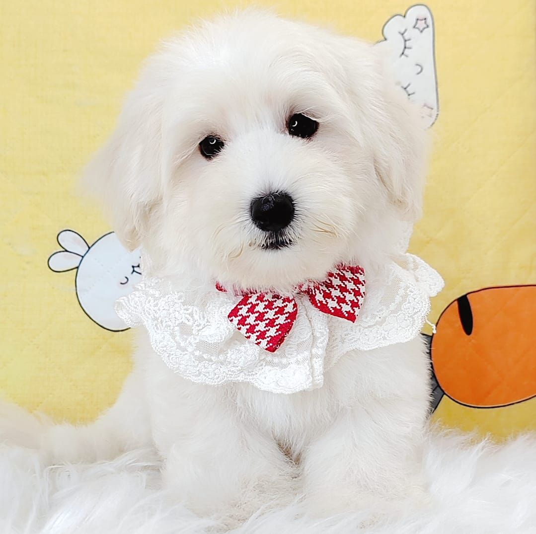 Maltipoo 马尔泰迪