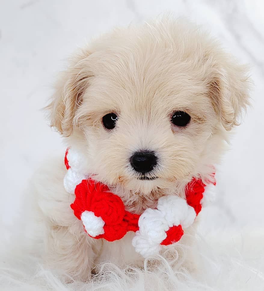 Maltipoo 马尔泰迪