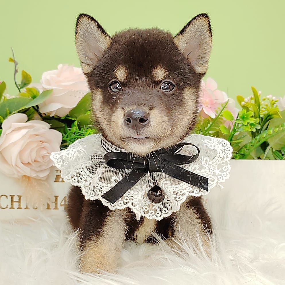 Shiba Inu 柴犬
