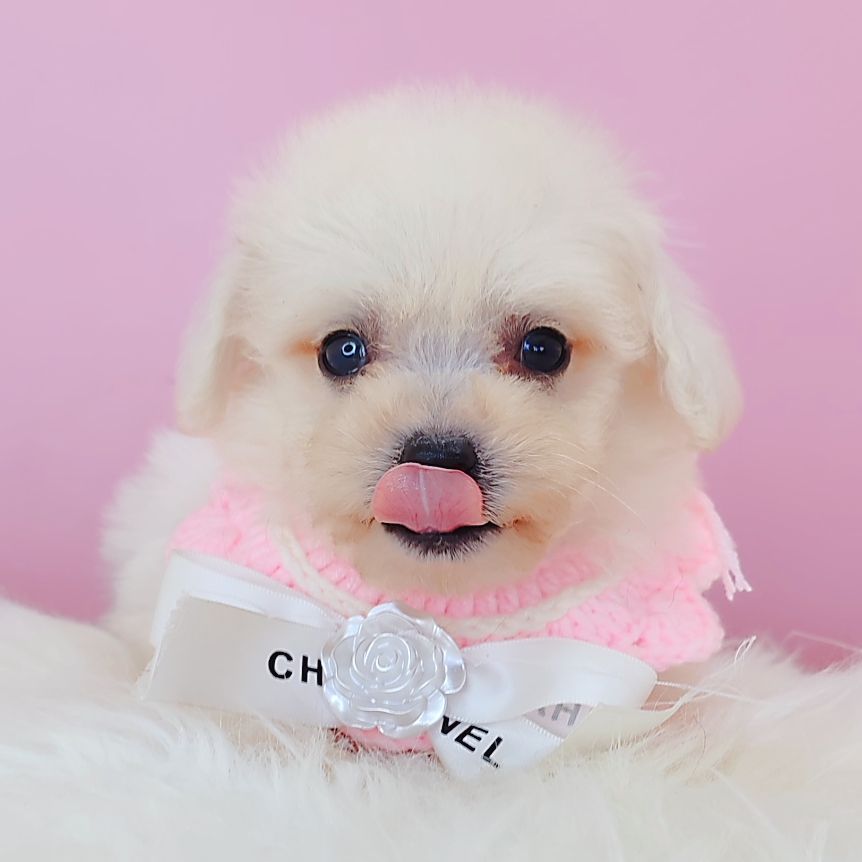 Bichon Frise 比熊