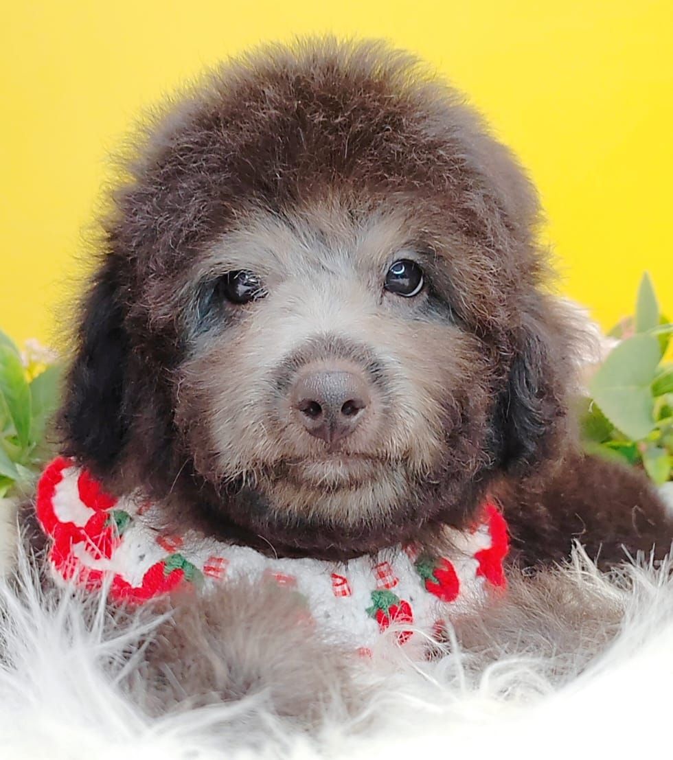 Poodle 娉拌开璐靛