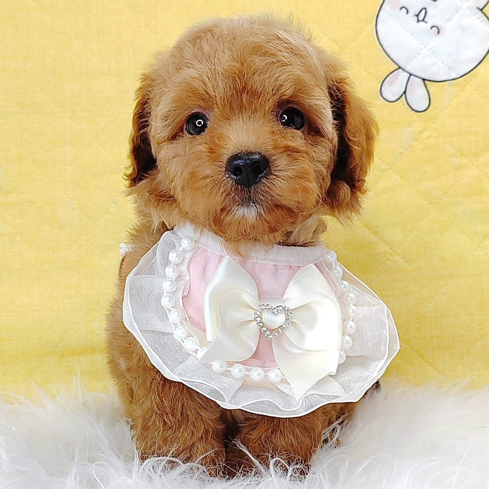 Poodle 娉拌开璐靛