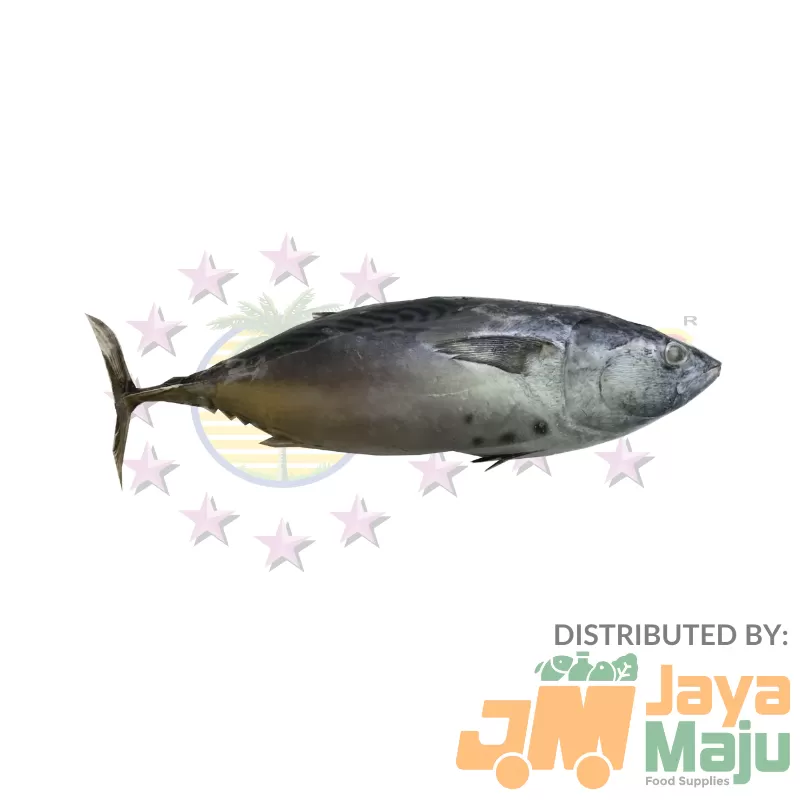 IKAN KAYU / BONITO