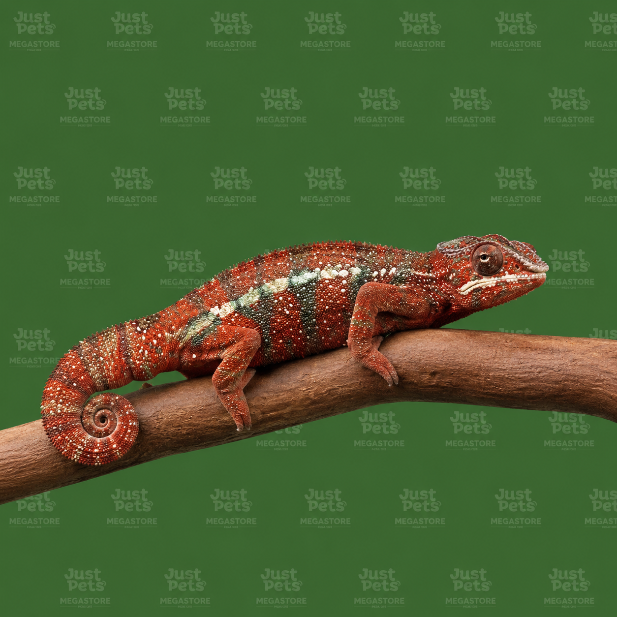 Chameleon Tamatave Panther