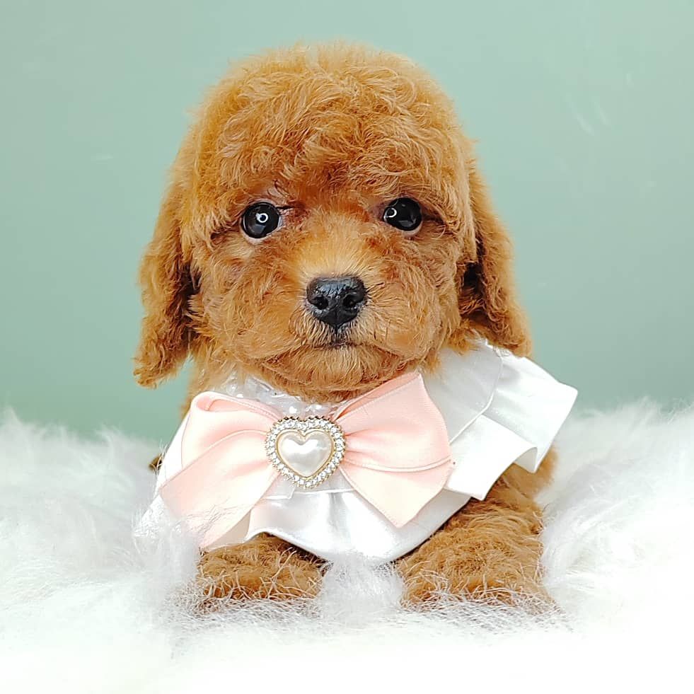 Poodle 娉拌开璐靛