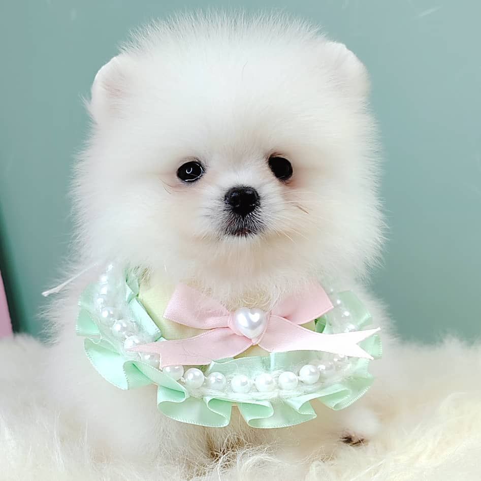 Pomeranian 博美