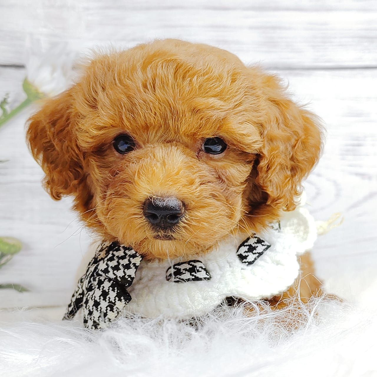 Poodle 娉拌开璐靛