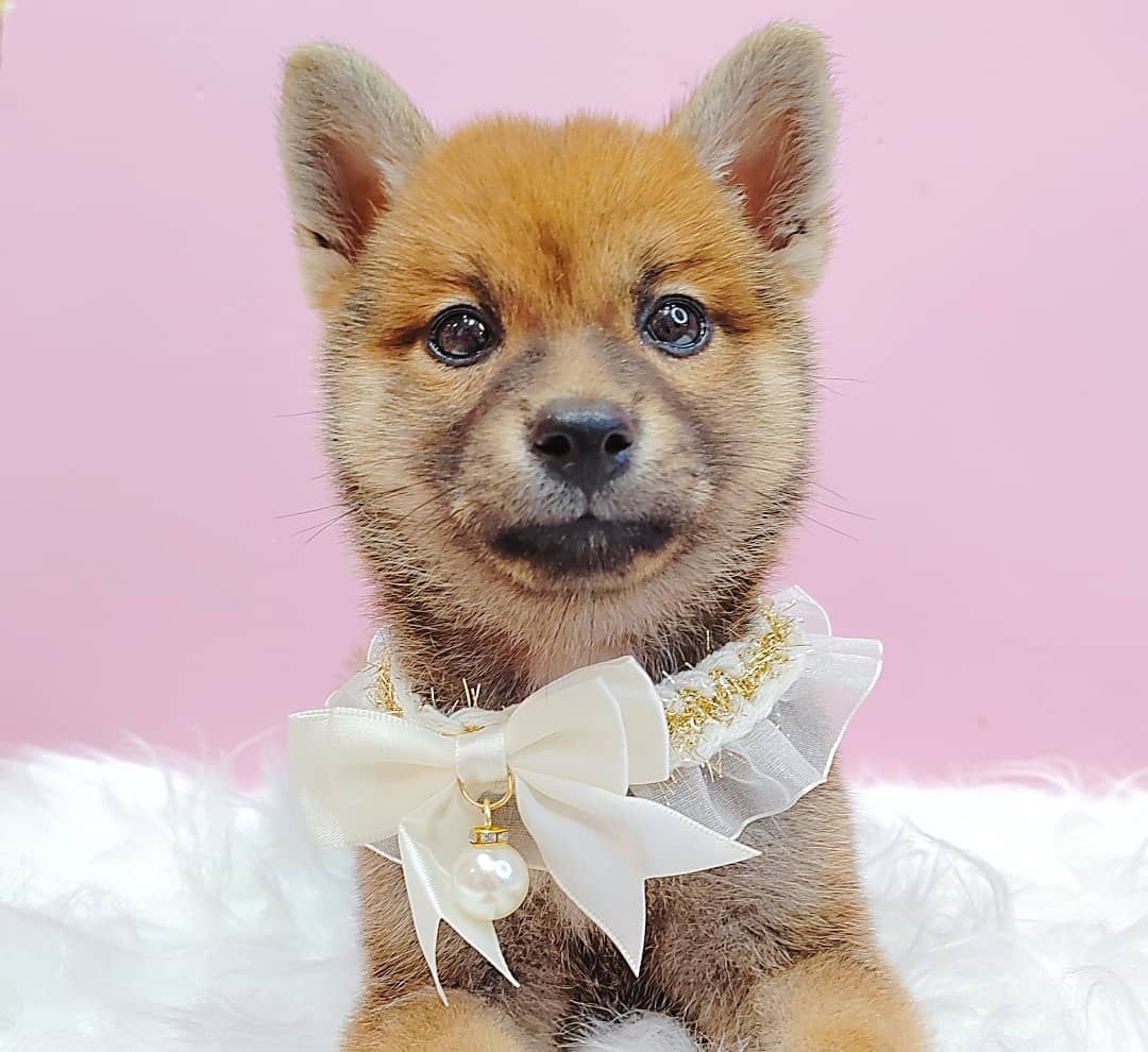Shiba Inu 柴犬