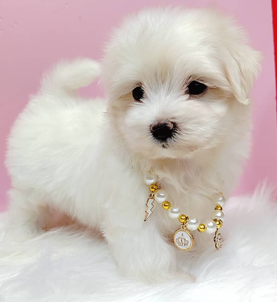 Maltese 马尔济斯