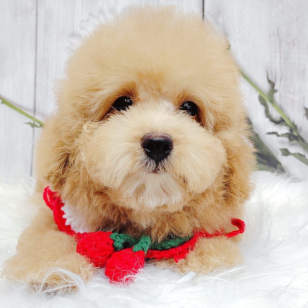 Poodle 娉拌开璐靛