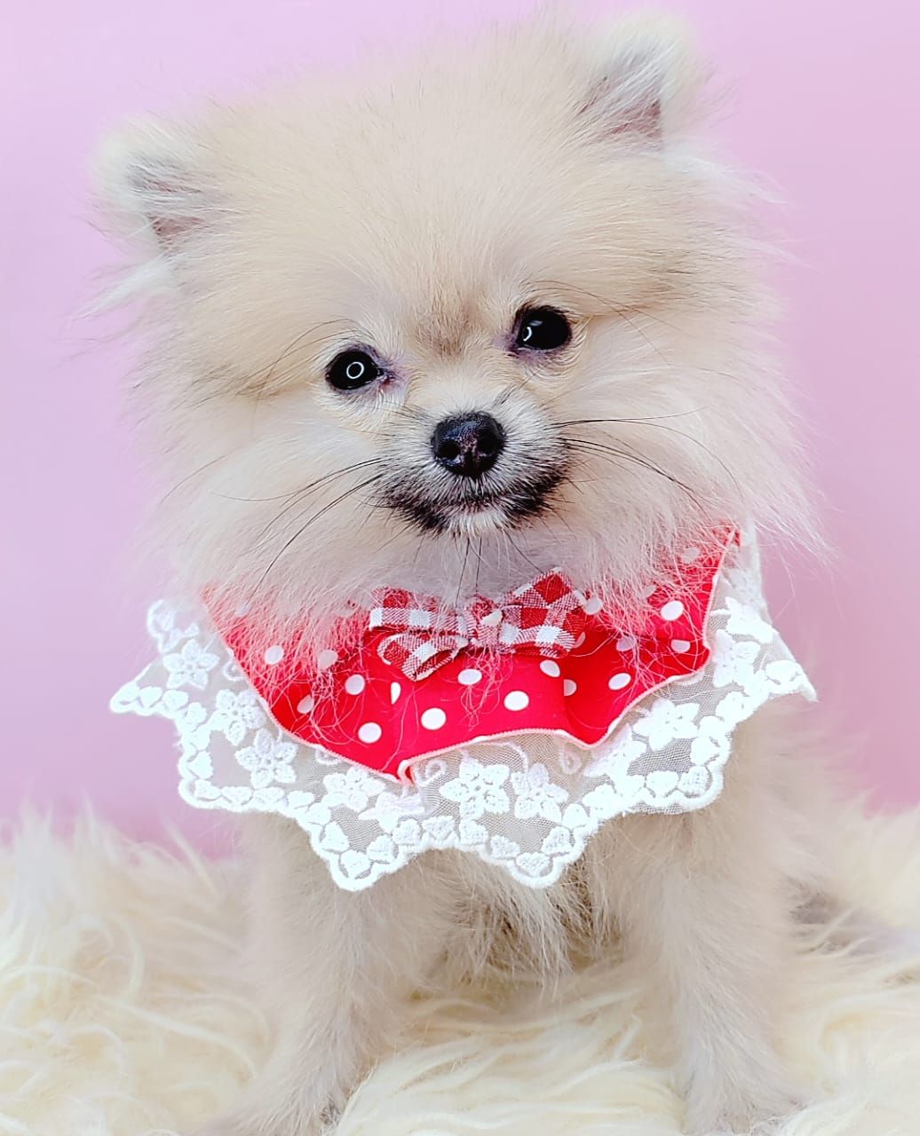  Pomeranian 博美