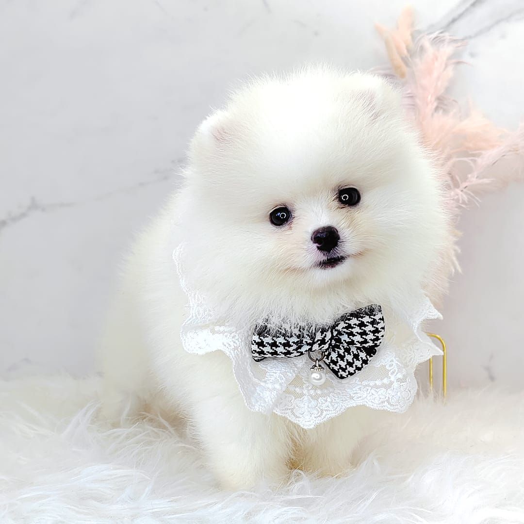 Pomeranian 博美