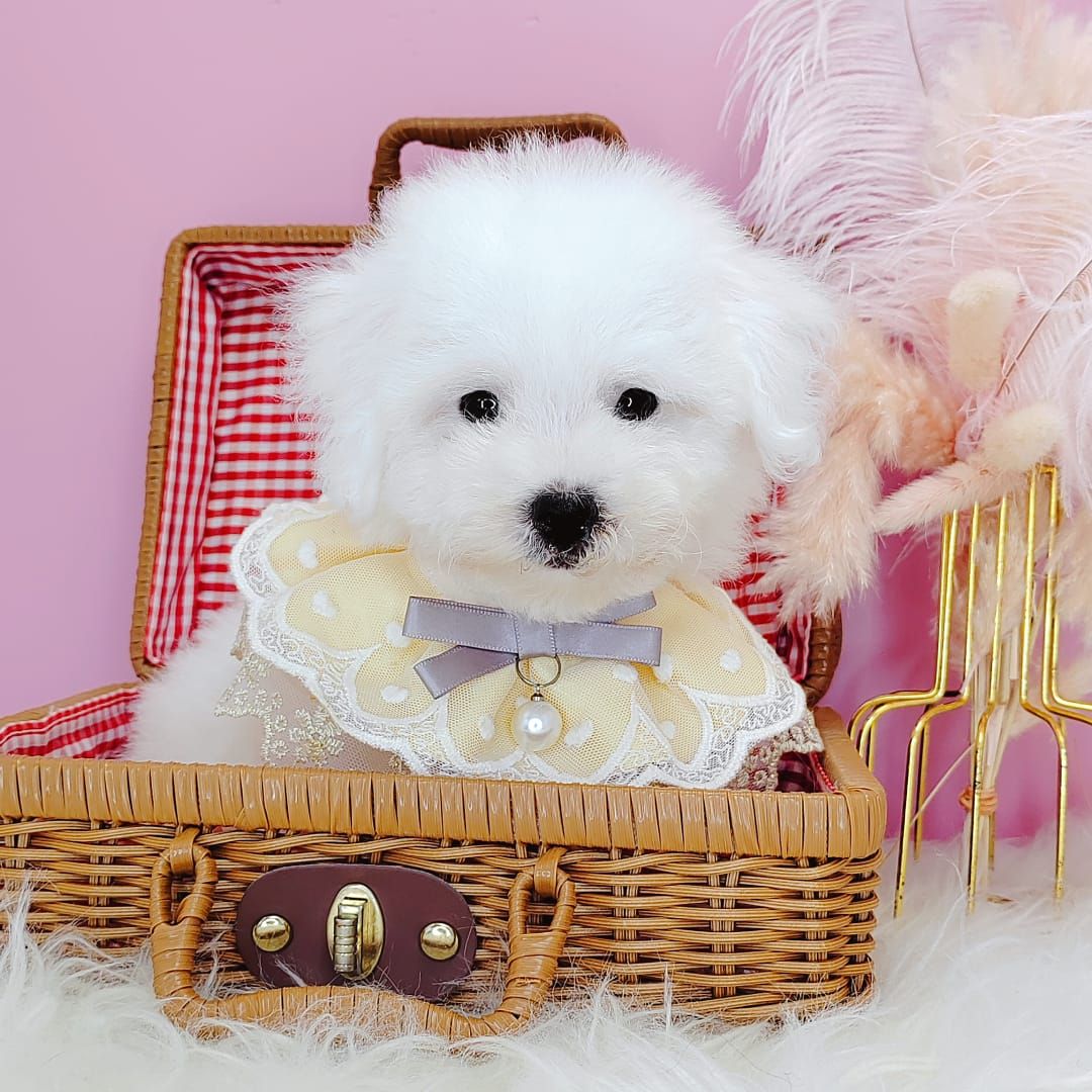 Maltipoo 马尔泰迪