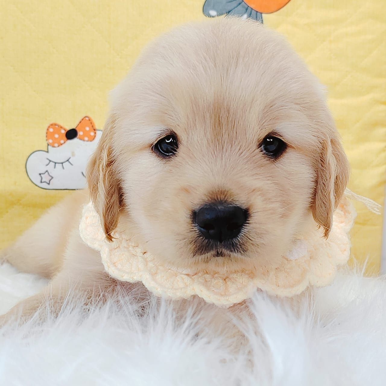 Golden Retriever 黄金猎犬