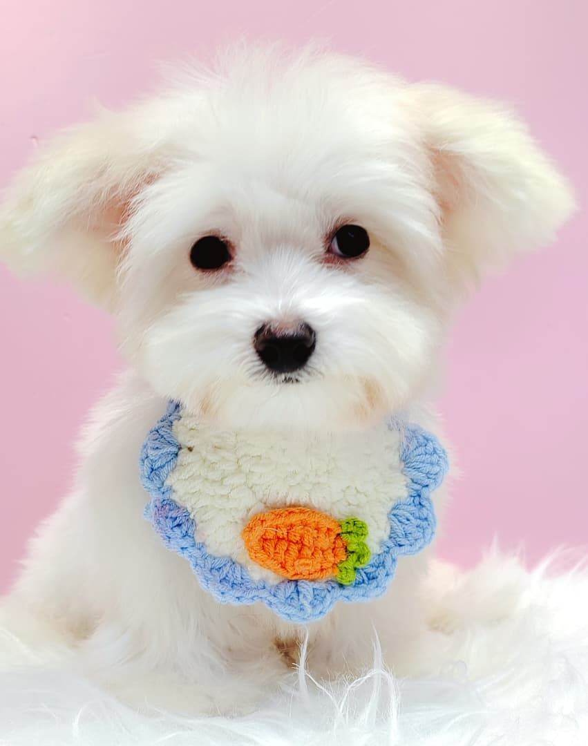 Maltese 马尔济斯