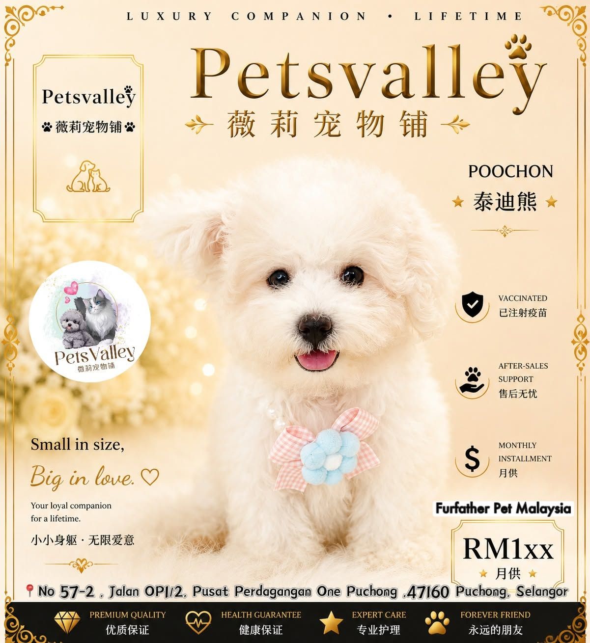 Poochon 泰迪熊