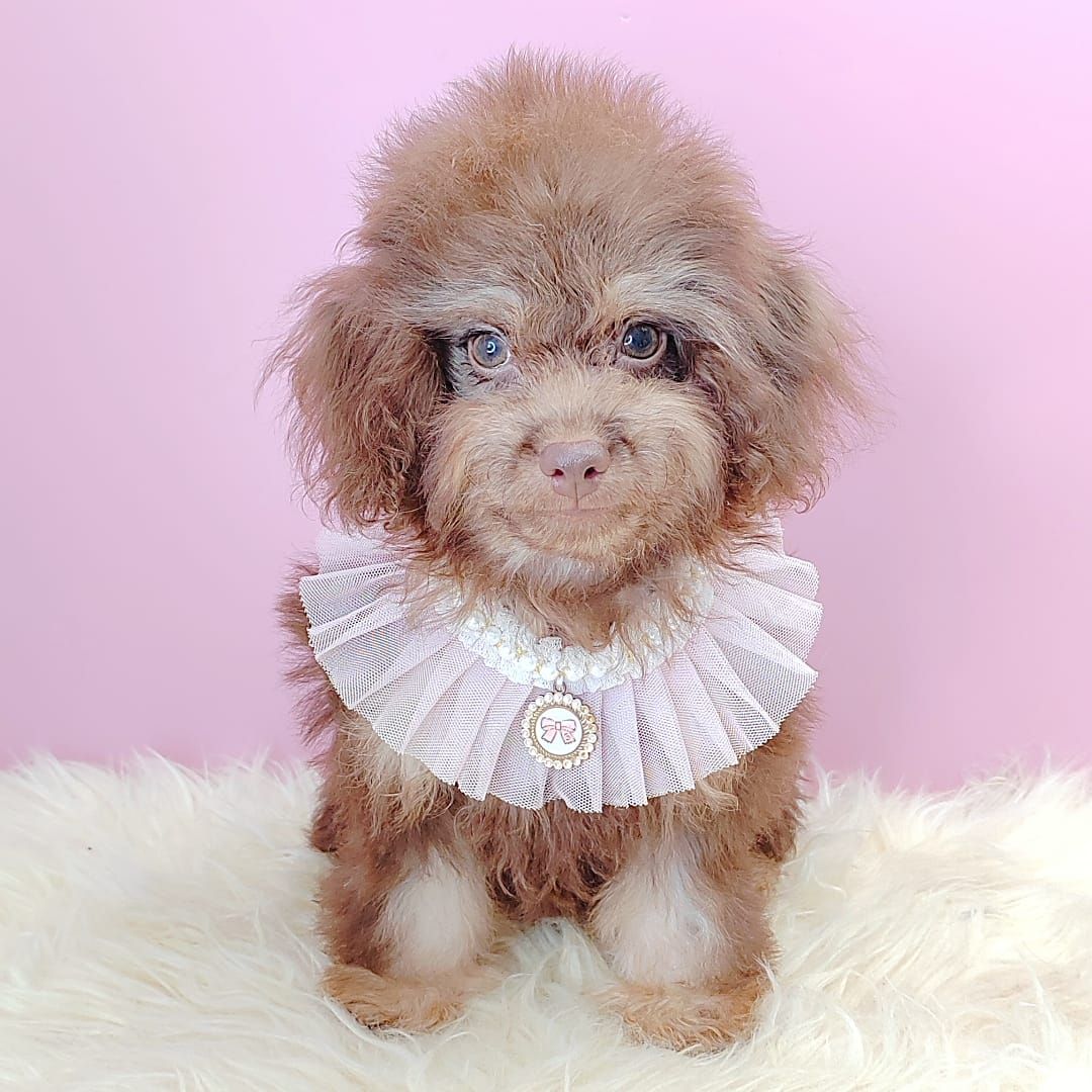 Poodle 娉拌开璐靛