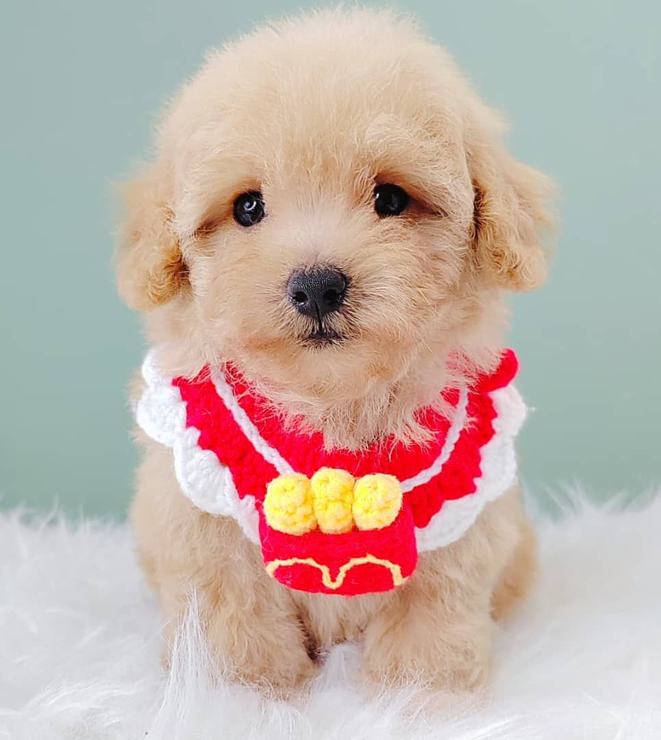 Poodle 娉拌开璐靛