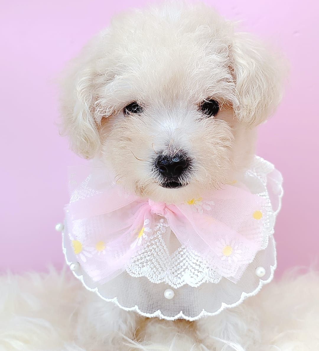 Poodle 娉拌开璐靛