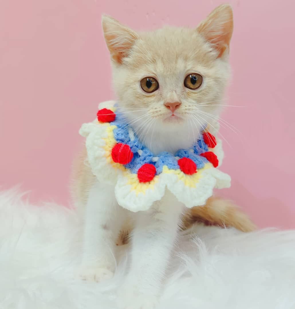 British Short Hair ( BSH ) 英短猫咪