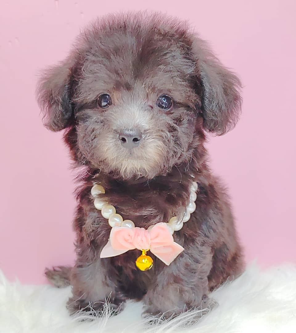 Poodle 璐靛娉拌开