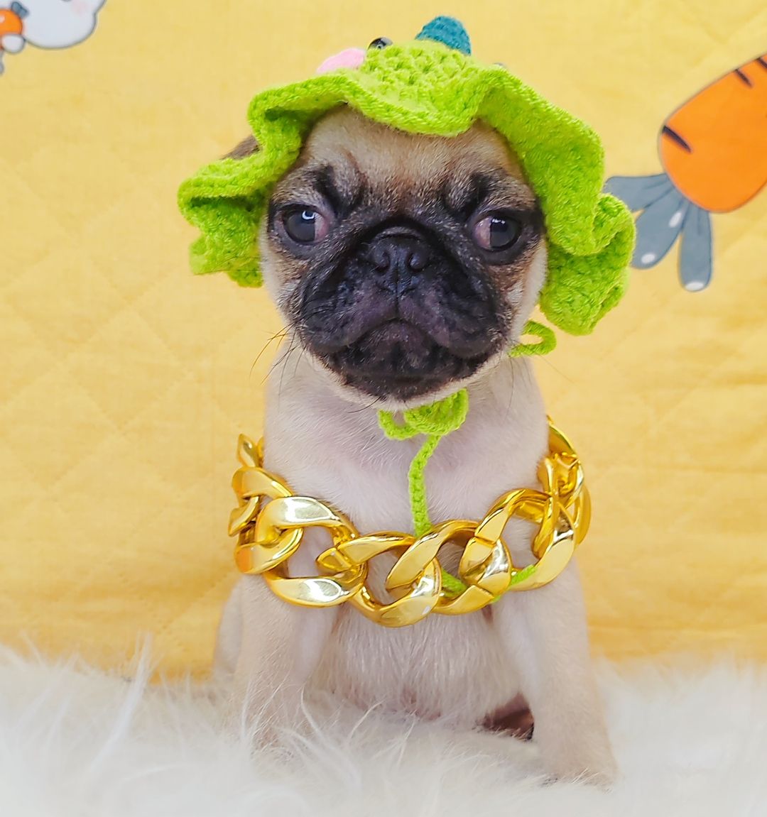 Pug 巴哥