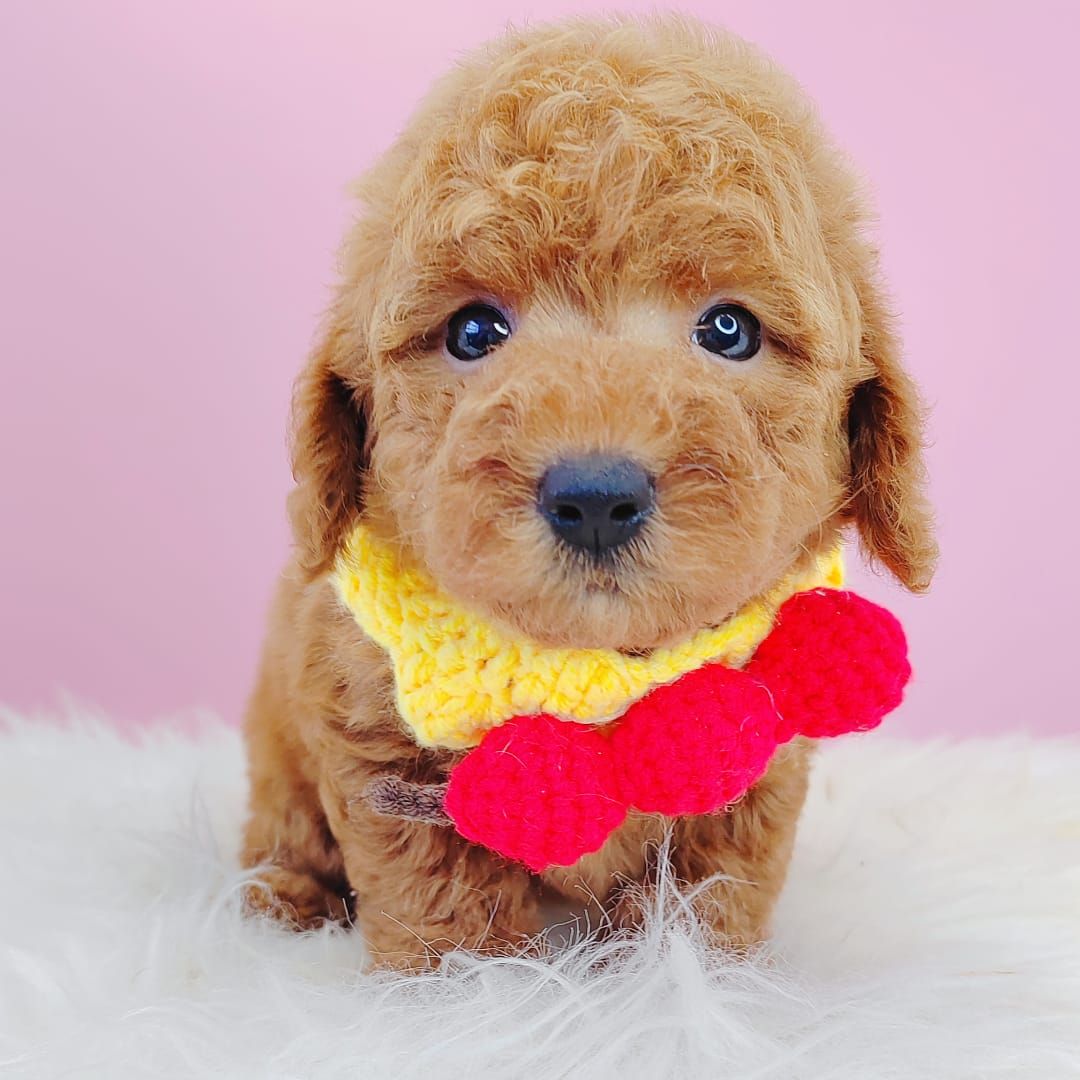 Poodle 娉拌开璐靛