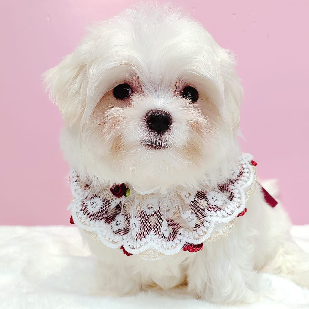 Maltese 马尔济斯