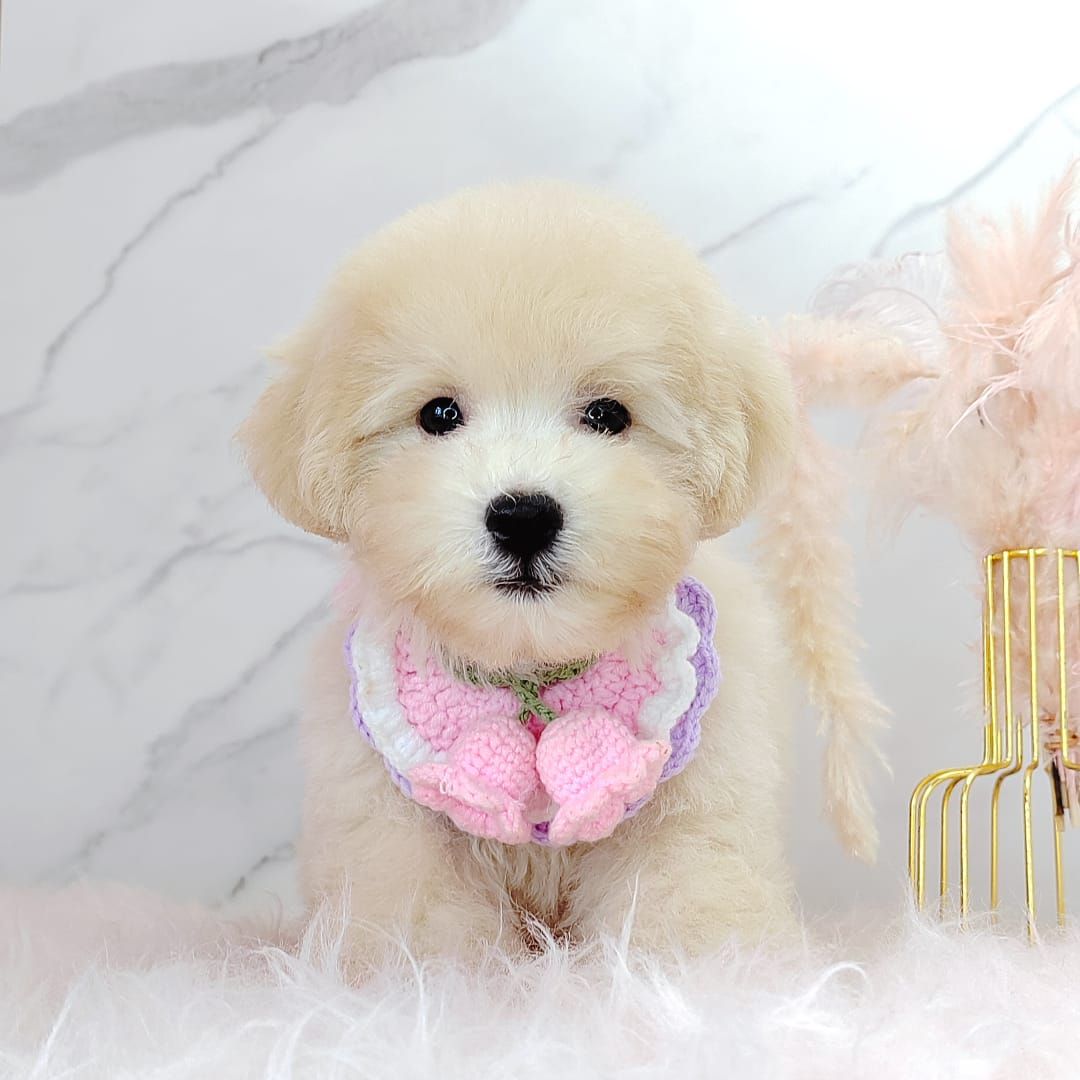 Poodle 娉拌开璐靛