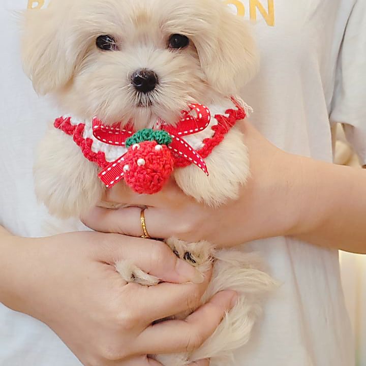 Maltese 马尔济斯