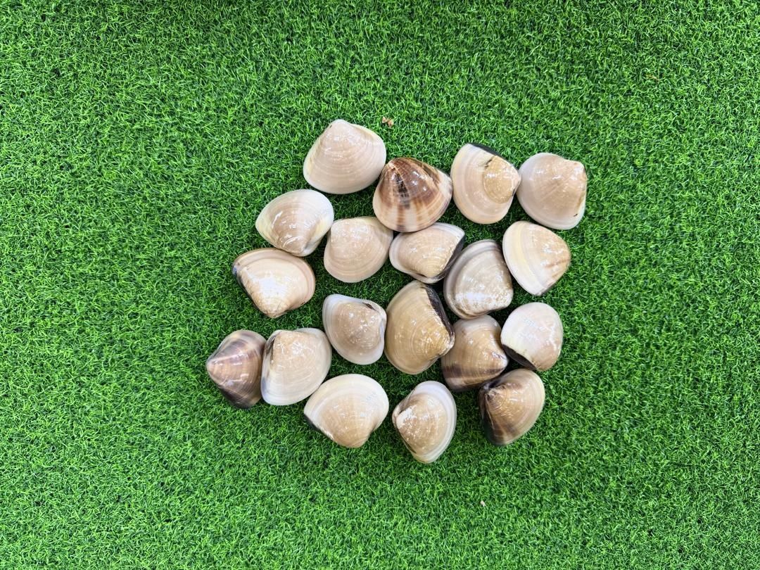 Clam