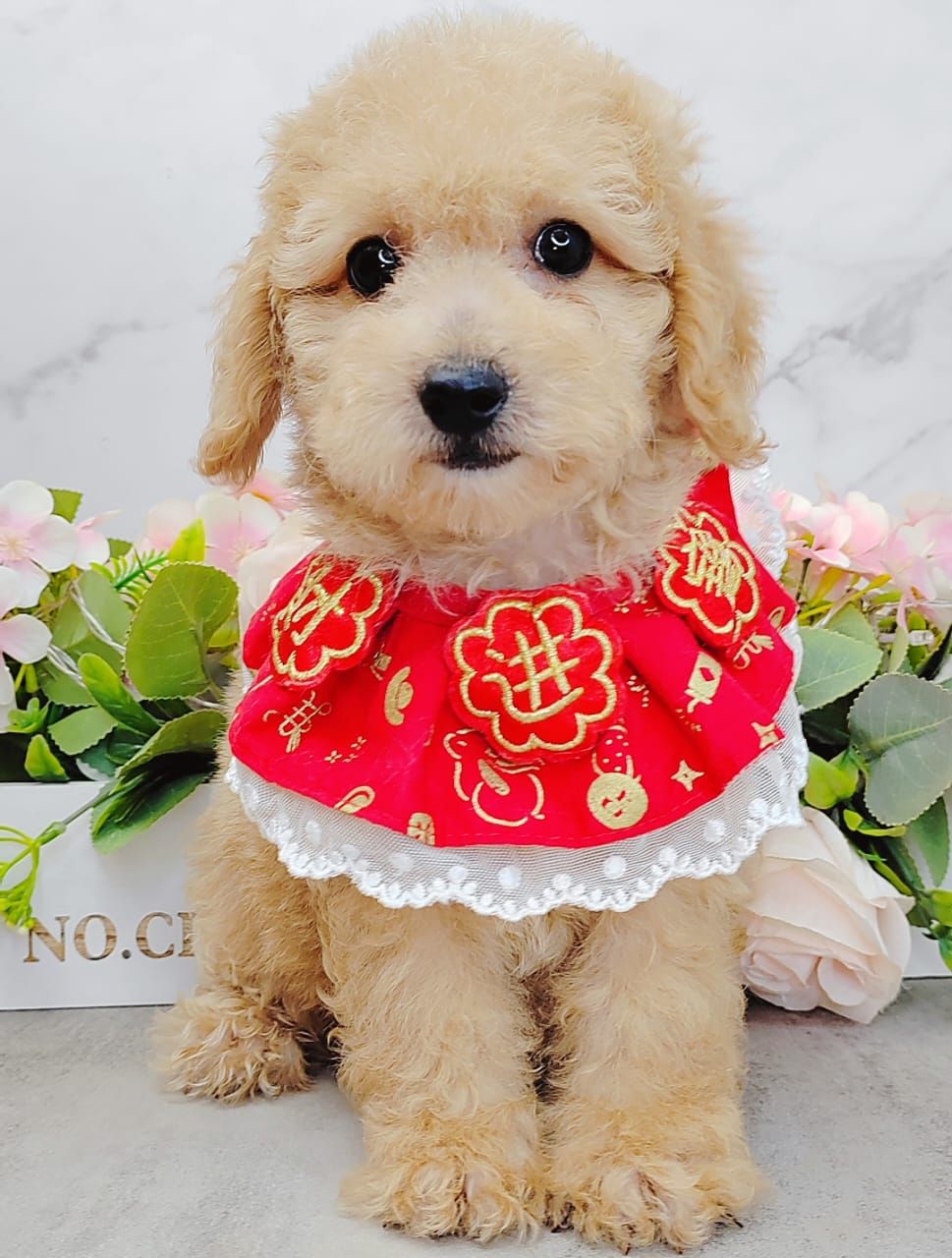  Poodle 娉拌开璐靛
