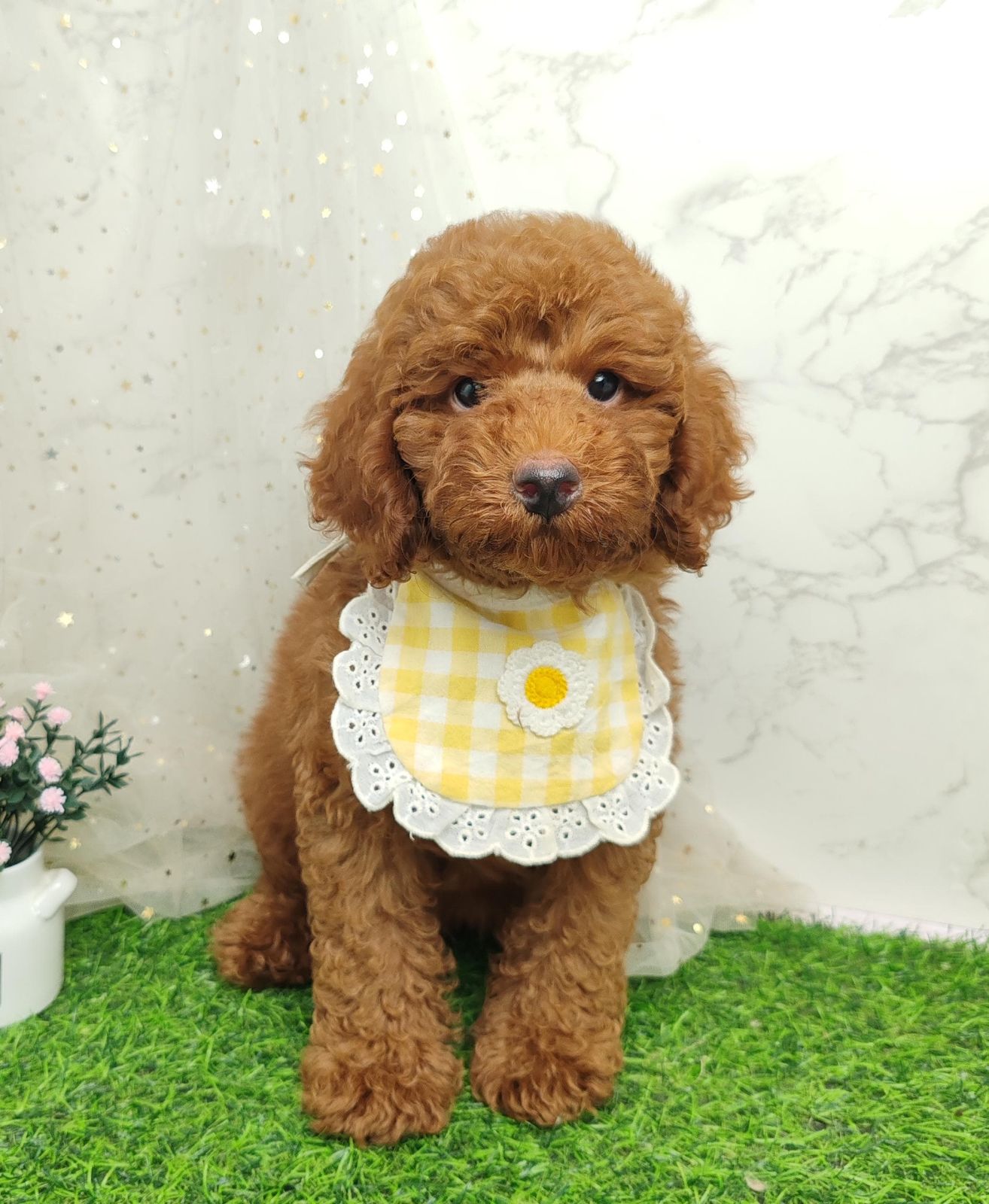 Poodle 娉拌开璐靛