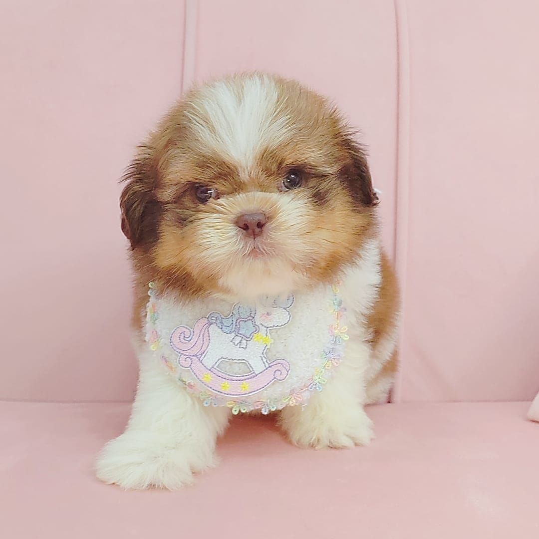 Shih Tzu 西施
