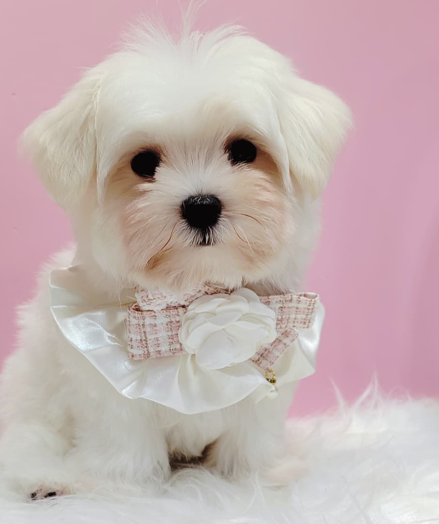 Maltese 马尔济斯