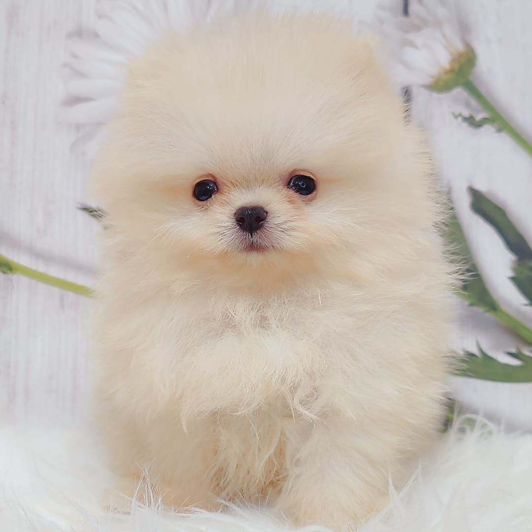 Pomeranian 博美