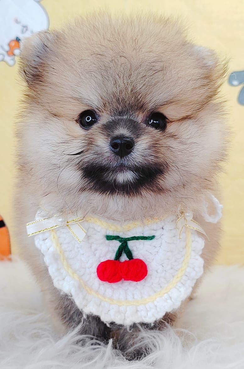 Pomeranian 博美