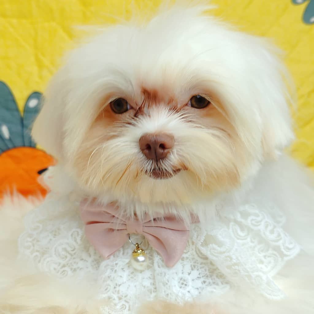 Poodle 娉拌开璐靛