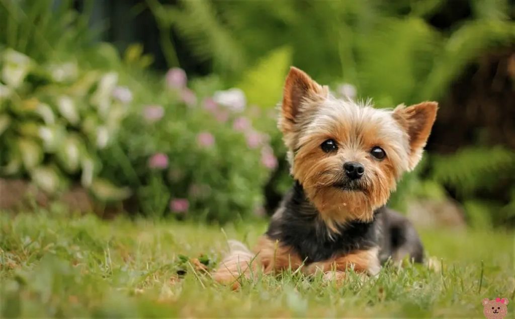 Yorkshire Terrier 约克夏